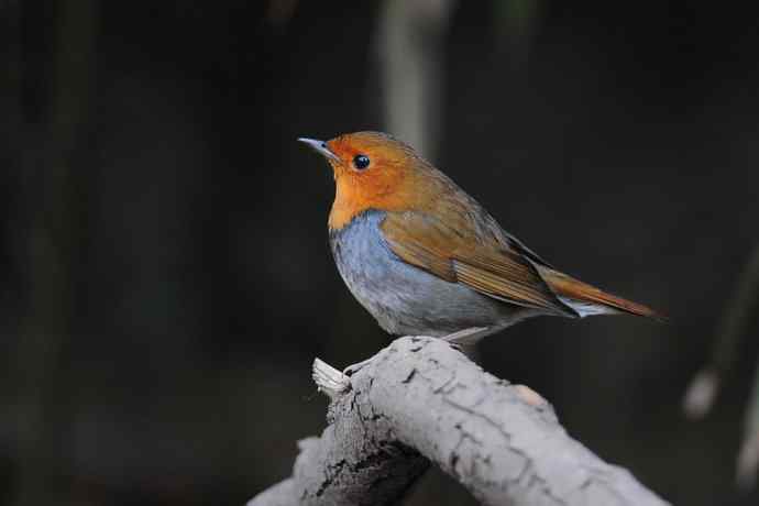 【新鸟】莲花池公园的日本歌鸲