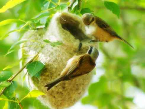 十大鸟类建筑师之二（织布鸟、维达雀）