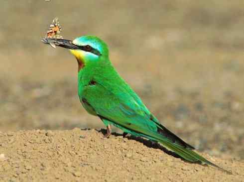 绝色攀禽：佛法僧目之蜂虎2