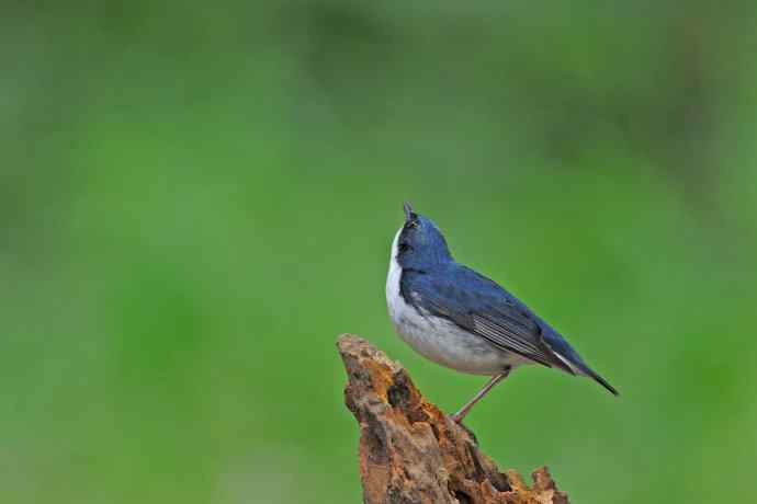 雄性蓝歌鸲（11）