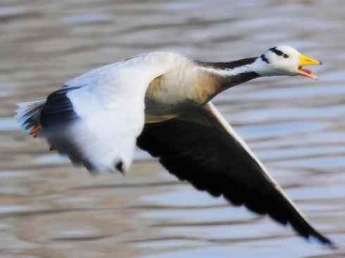鸟类之最：高山兀鹫