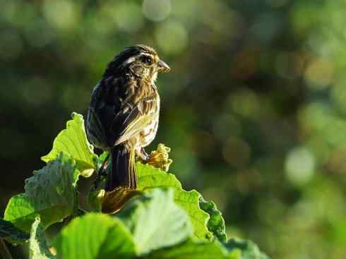 美丽无罪：雀鸟之寡妇鸟