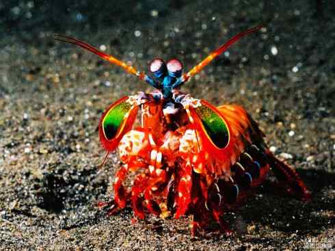 自然奇观:动物大迁徙(红蟹) 自然奇观:动物大迁徙(红蟹)