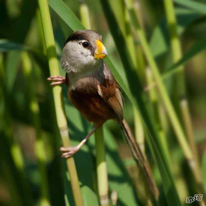 衡水湖&nbsp;wbr路&nbsp;wbr震旦鸦雀
