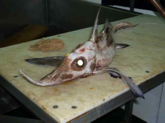 鱼类活化石：长吻银鲛