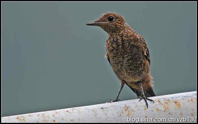 金海湖的鸟（3）鈥斺斃俄娥矗ㄗ橥迹