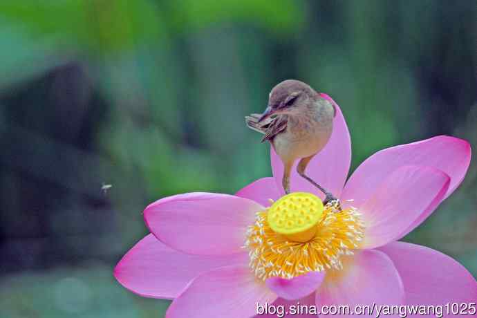 东方大苇莺与荷花（6）