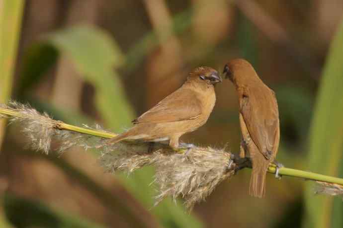 近几天拍到的鸟（拍鸟季来了鈥斺敼！）