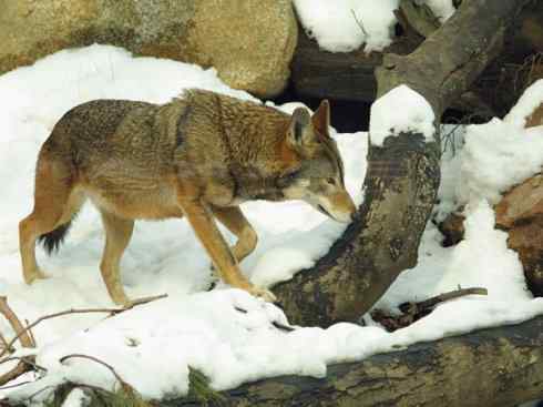 犬科:犬亚科犬属之郊狼、红狼 犬科:犬亚科犬属之郊狼、红狼