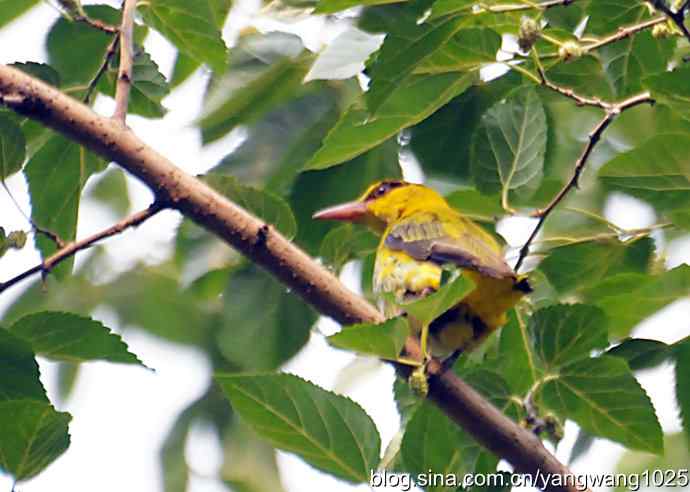 北京天坛公园的鸟类——黄鹂鸟（记录版）