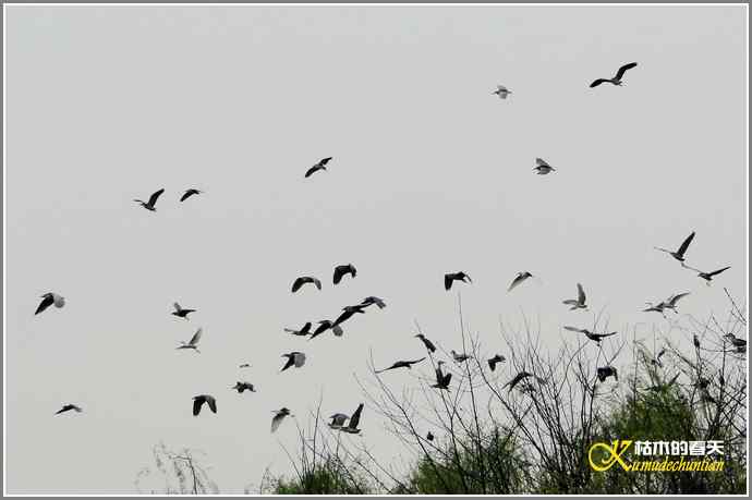 鹭舞【照片】 鹭舞【照片】