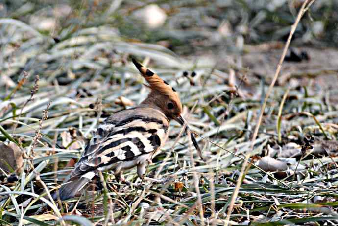 戴胜 wbr1 戴胜 wbr1