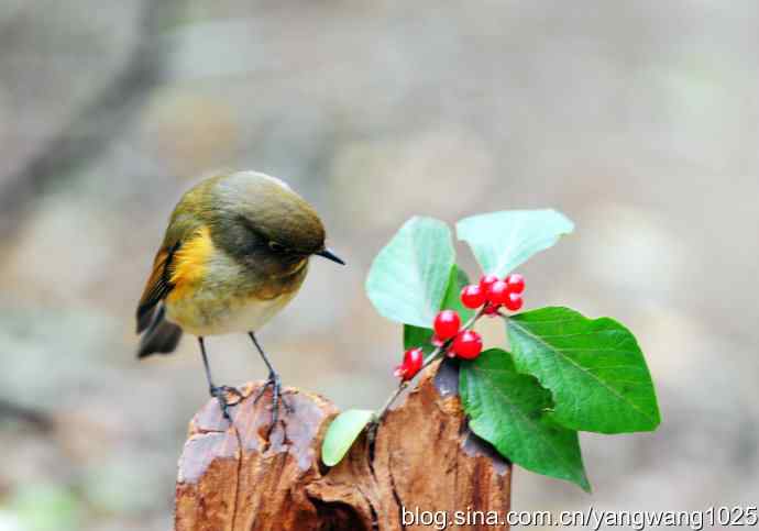 雌性红胁蓝尾鸲(4) 雌性红胁蓝尾鸲(4)