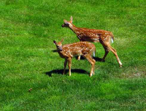 小鹿斑比姐妹俩
