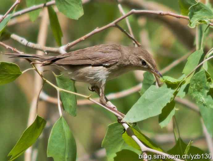 草绿篱莺(组图,9张图片) 草绿篱莺(组图,9张图片)