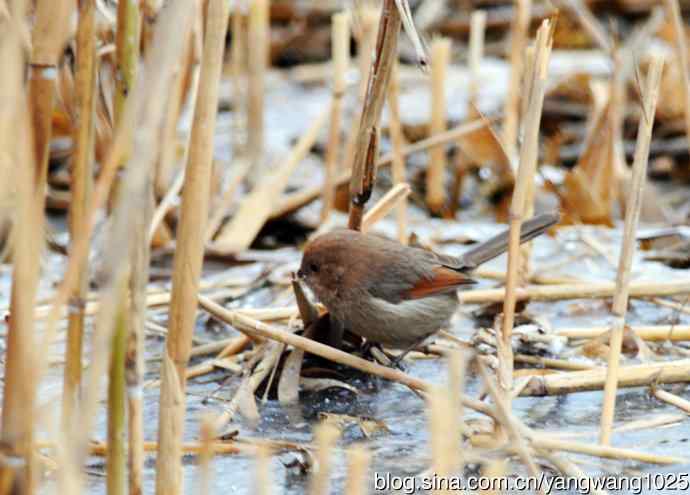 棕头鸦雀(3) 棕头鸦雀(3)
