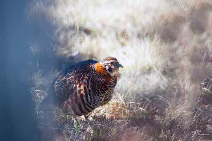 四月拍到九只鸡