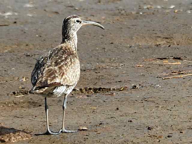 黄金海岸寻鹬 wbr赤土山桥赏鸟