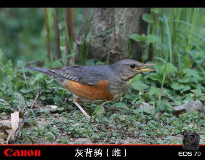 寻找红嘴相思鸟 寻找红嘴相思鸟