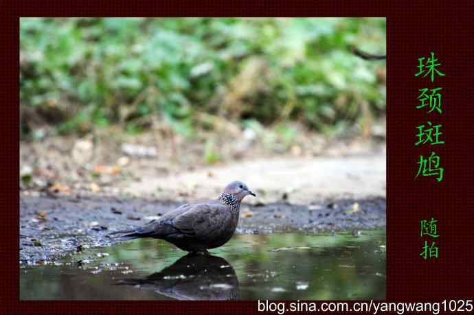 珠颈斑鸠（随拍）1