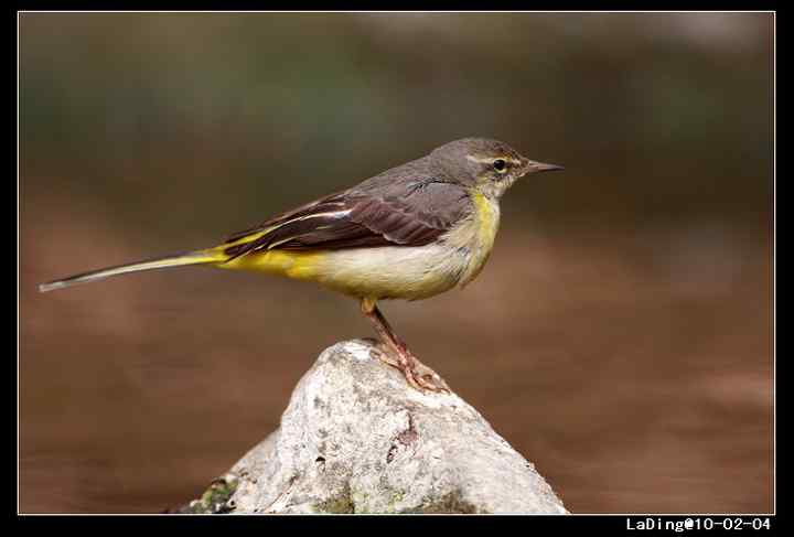 武汉观鸟会初级观鸟讲座[第14课]——华南农业大学观鸟