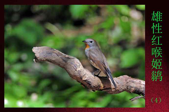 雄性红喉姬鹟(4) 雄性红喉姬鹟(4)
