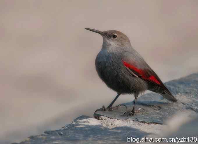 终于成功偷拍京城明星（组图，12张图片）