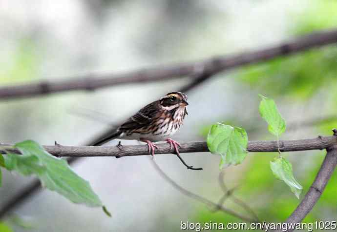 北京天坛公园的鸟类——黄眉鹀（7）