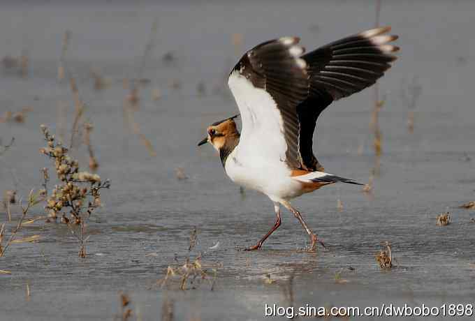 飞翔的凤头麦鸡