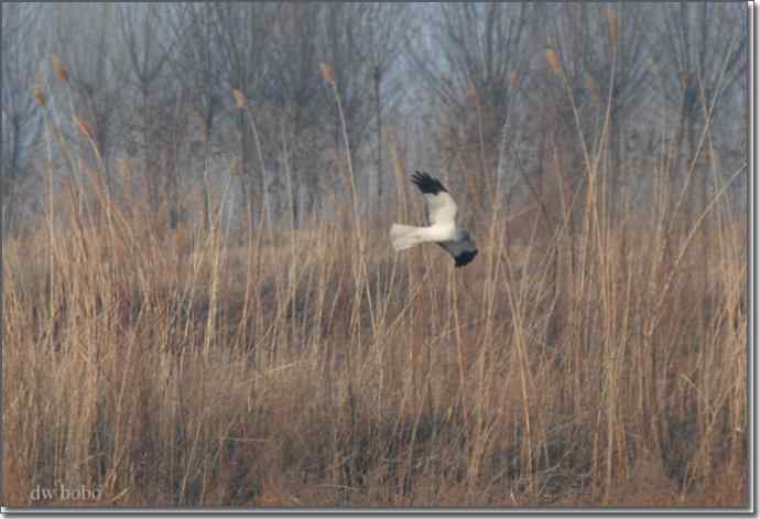 野鸭湖猛禽-白尾鹞