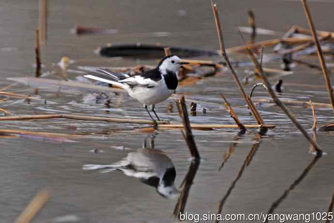 白鹡鸰（2）