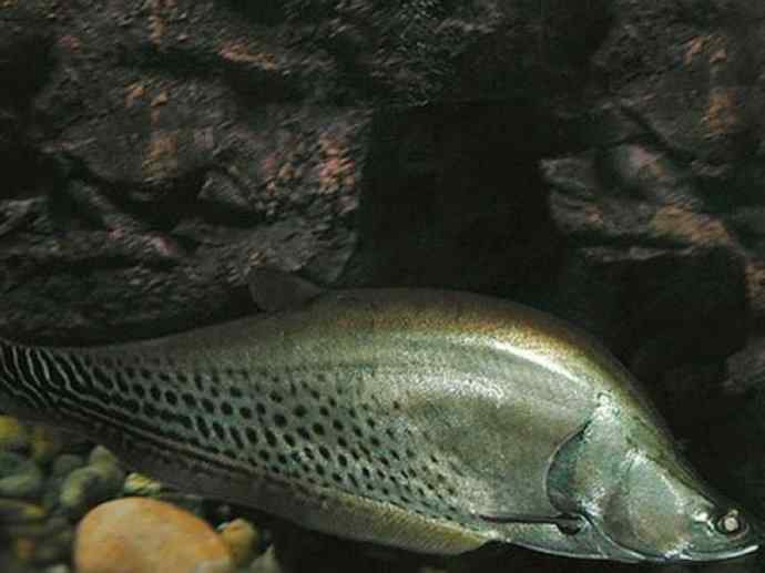鱼类活化石：铠甲弓背鱼