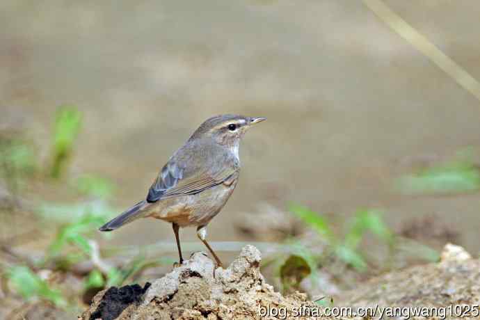褐柳莺(9) 褐柳莺(9)