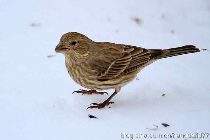 冬雀图：家朱雀
