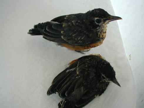 知更鸟（9）：无言的结局