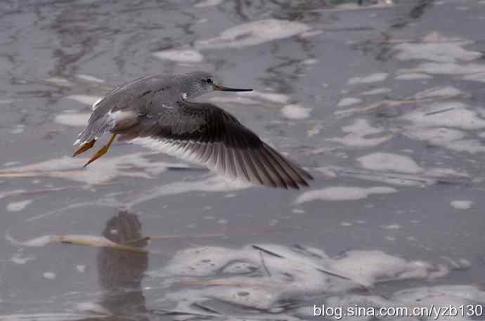 翘嘴鹬飞经小洋口（组图，10张图片）