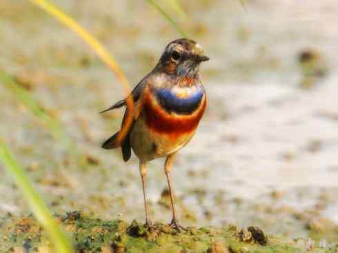 家禽驯化之源之二十七