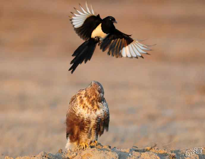 官厅水库&nbsp;wbr路&nbsp;wbr被喜鹊驱赶的毛脚鵟