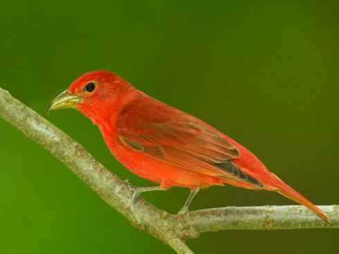 极品红色鸟类：玫红比蓝雀