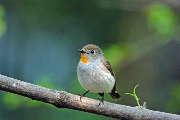 雄性红喉姬鹟（9）