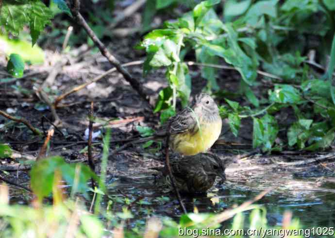栗鹀（雌性）