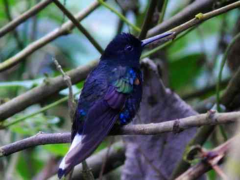 雀鸟也彪悍：别拿豆包不当干粮（蜂鸟）