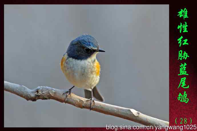 雄性红胁蓝尾鸲(28) 雄性红胁蓝尾鸲(28)