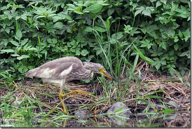  点击图片或使用键盘← →翻页