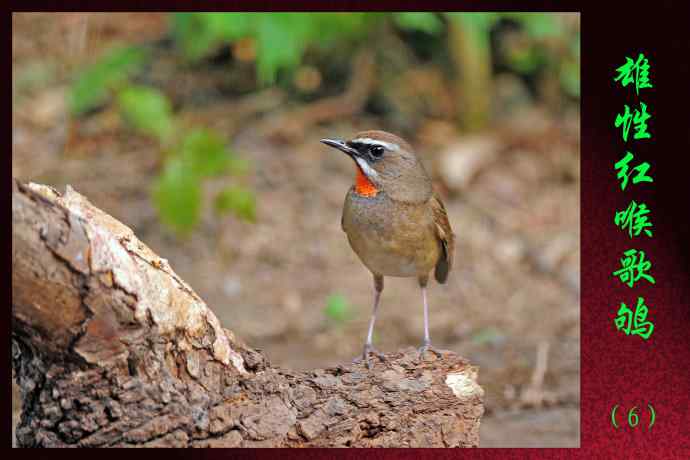 雄性红喉歌鸲（6）