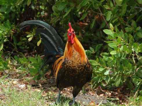 凤凰：传说的鸟原型探秘（原鸡）