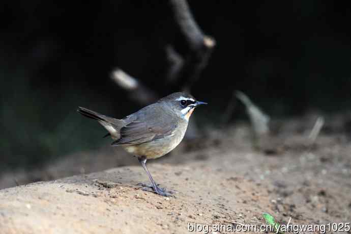 红喉歌鸲（19）