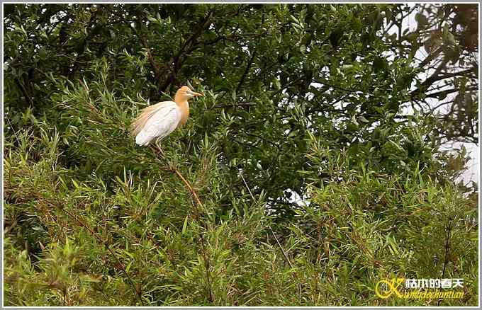 忙碌筑巢的牛背鹭【照片】 忙碌筑巢的牛背鹭【照片】