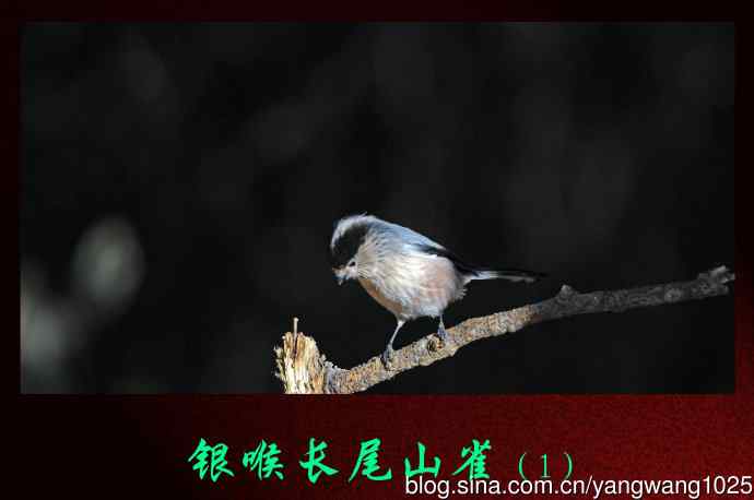 北京天坛公园的鸟类——银喉长尾山雀（1）