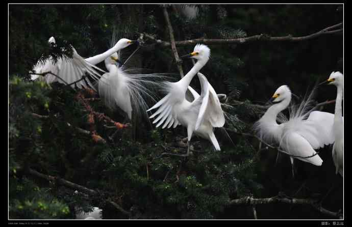 象山白鹭拍摄经验谈